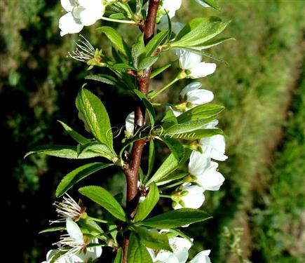  Branchlets (Short shoots) on a branch
